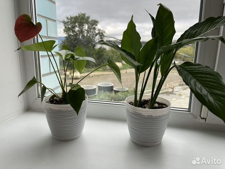 Антуриум спатифилум бамбук