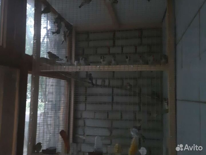 Певчие лесные птицы и гибриды