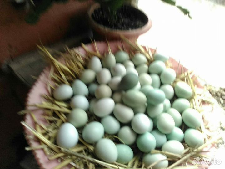 Яйца перепелиные инкубационное