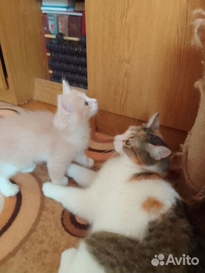 Кошки в добрые руки бесплатно