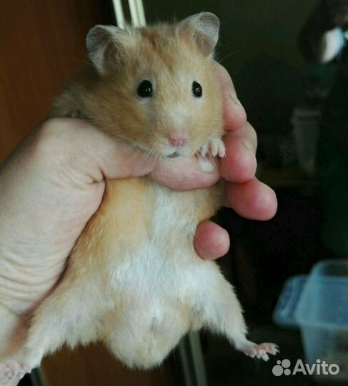 Породистые хомячки разные-разные (клетки, доставка
