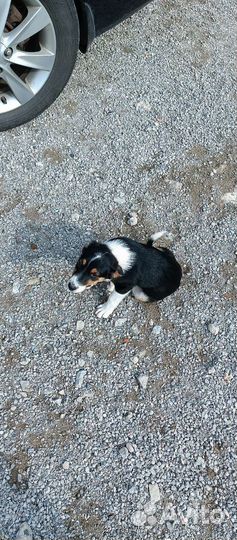 Щенки в дар