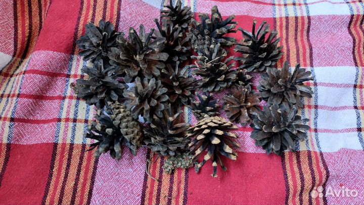 Шишки сосновые
