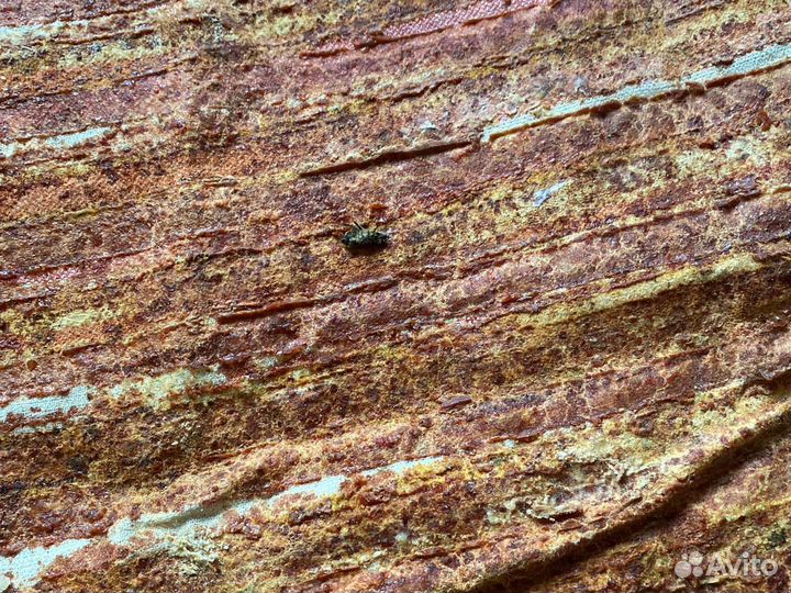 Прополисный холстик