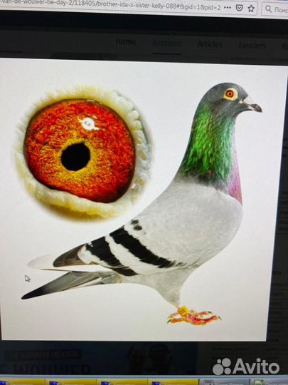 Спортивные голуби