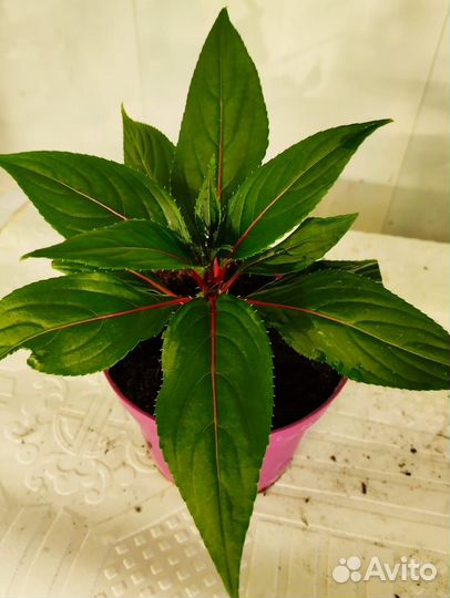 Бальзамин новогвинейский