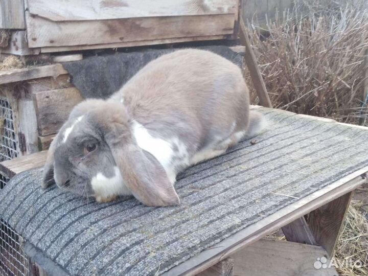 Кролики мясных пород