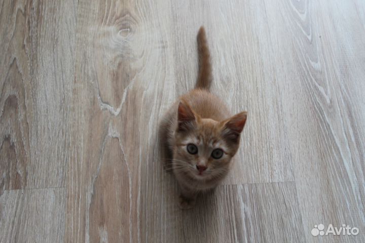 Рыжий котенок в добрые руки