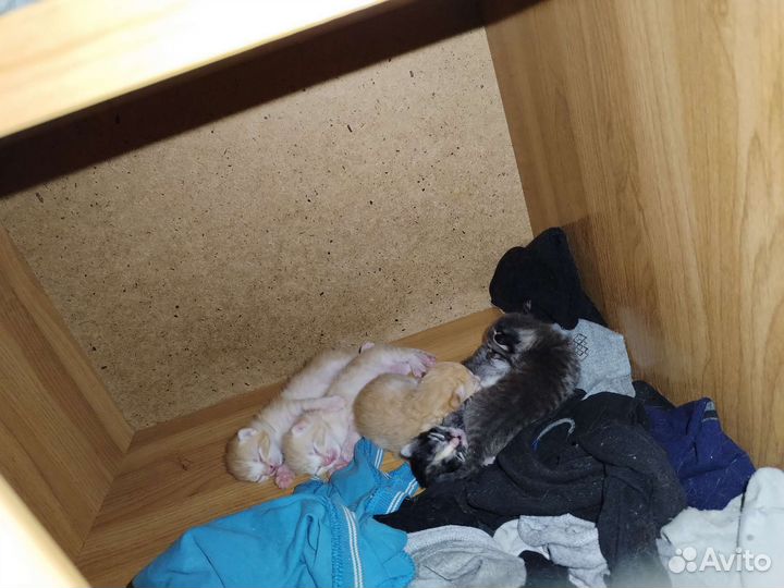 Котята в добрые руки