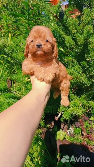 Малыши Мальтипу