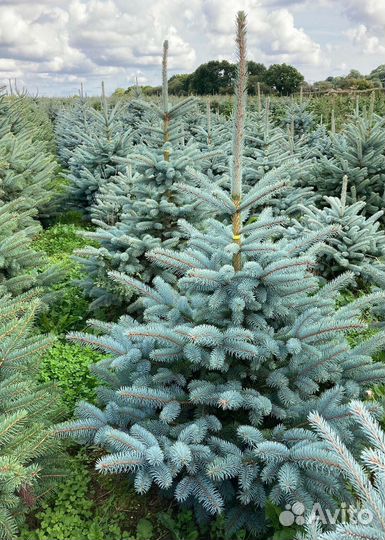Саженцы Ель голубая Глаука и крупномеры