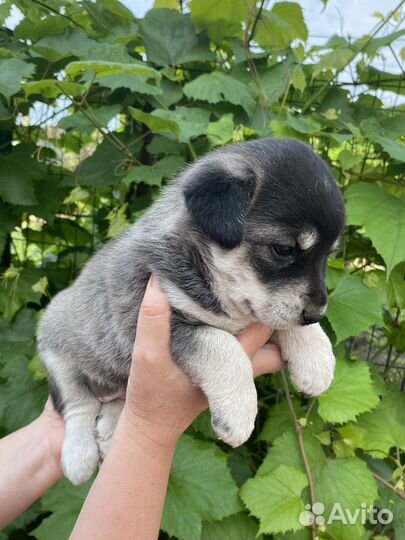 Щенок