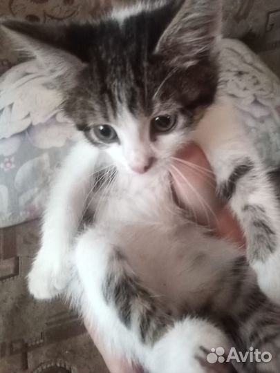 Котенок девочка в дар