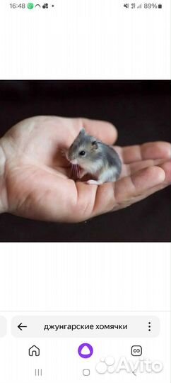 Джунгарский хомяк