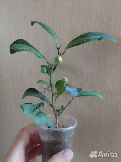 Фикус Диверсифолия