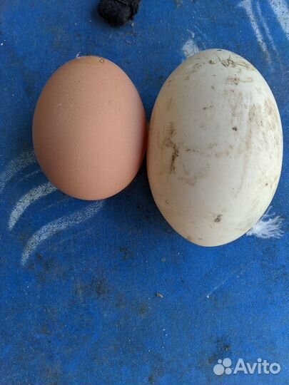 Домашние утиные яйца