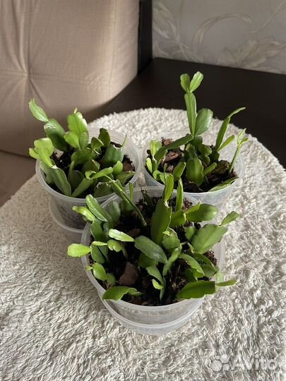 Декабрист-Шлюмбергера