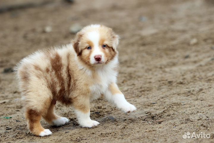 Австралийская овчарка аусси щенки