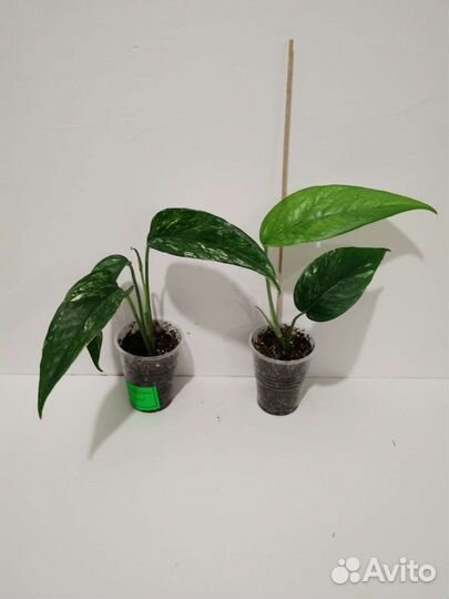 Эпипремнумы