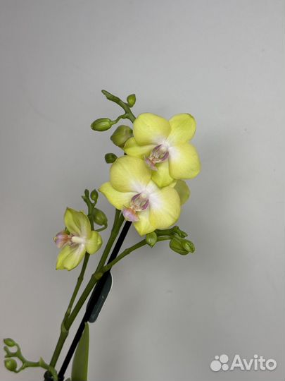 Орхидея фаленопсис