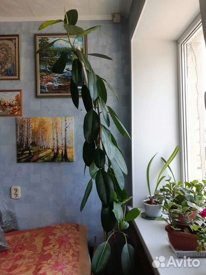 Фикус каучуконосный большой