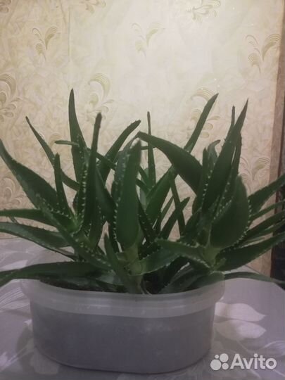 Алоэ лечебный