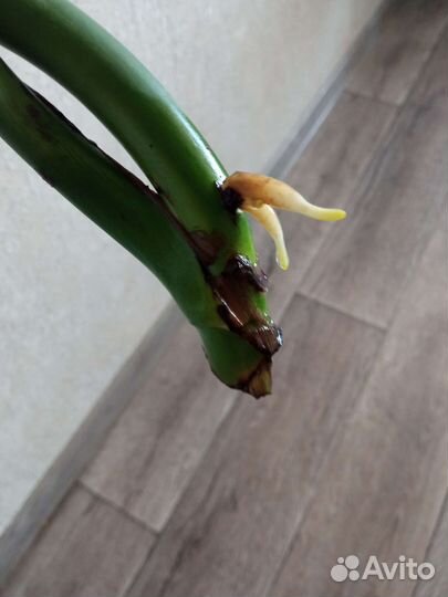 Детки этой 10 летней красавицы монстеры