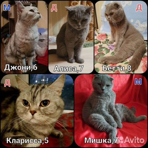 Британские и Шотландские кошки в дар