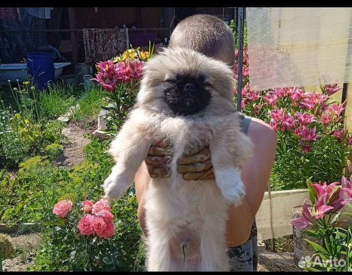 Пекинес
