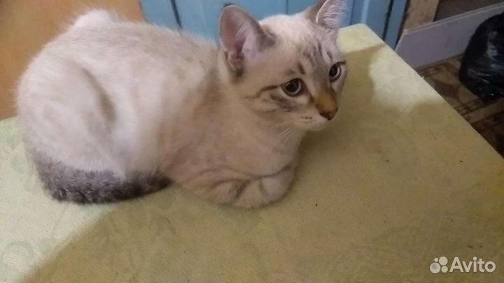 Котята в свободные руки