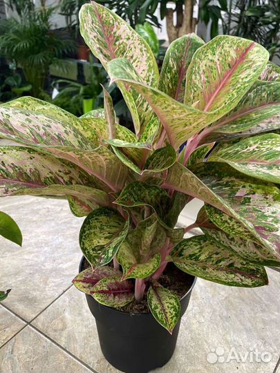 Аглаонемы сортовые (9 сортов)