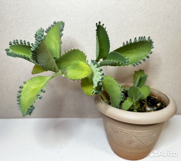 Комнатные растения крассула антуриум каланхоэ