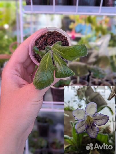 Цветущие комнатные растения, фуксии