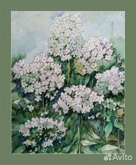 Рисунок акварелью Гортензия