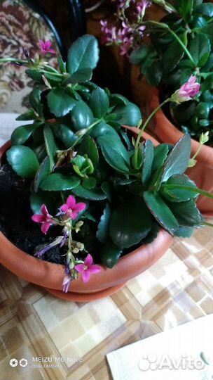 Каланхоэ Розовый и Лиана Сциндапсус