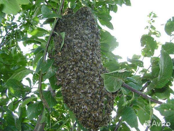 Сниму рой пчёл