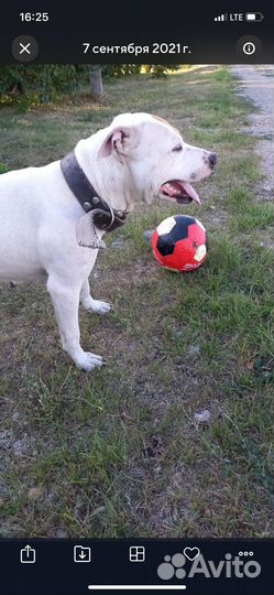 Питбуль в добрые руки