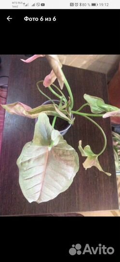 Сингониумы