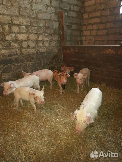 Поросята