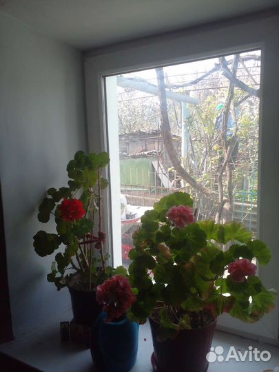 Пеларгония герань