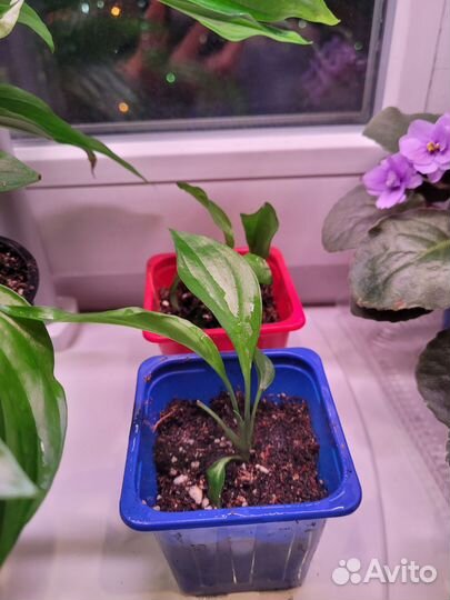 Спатифиллум Шопен