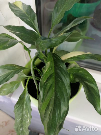 Спатифиллум домино