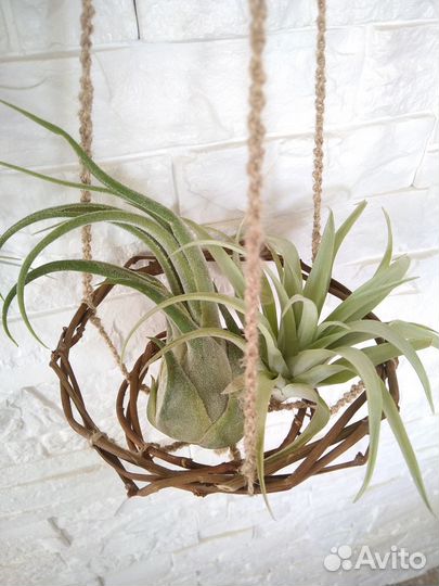 Подставки для Тилландсий (подвесные) handmade