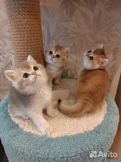 Британские золотые котята