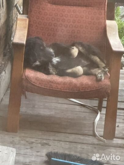 Монгольский банхар