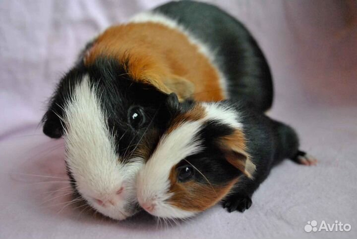 Моркие свинки