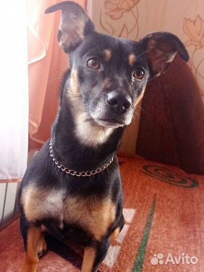 Той-терьер щенки