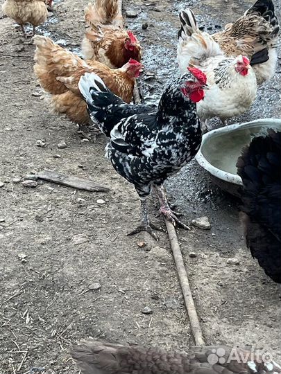 Домашние цыплята +породистая птица