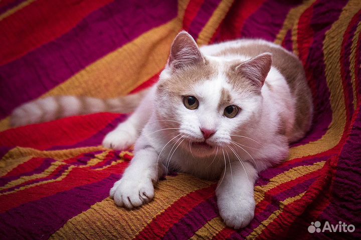 Зефир в дар