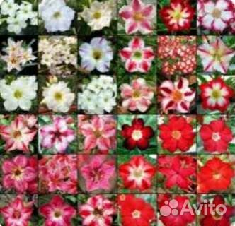 Семена адениума Оbesum (Роза пустыни)